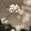春告げ