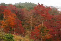 鳥居観音の秋