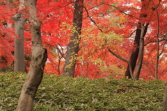 心休まる紅葉Ⅲ