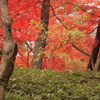 心休まる紅葉Ⅲ