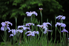 花菖蒲の揃い踏み