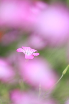 麦なでしこ