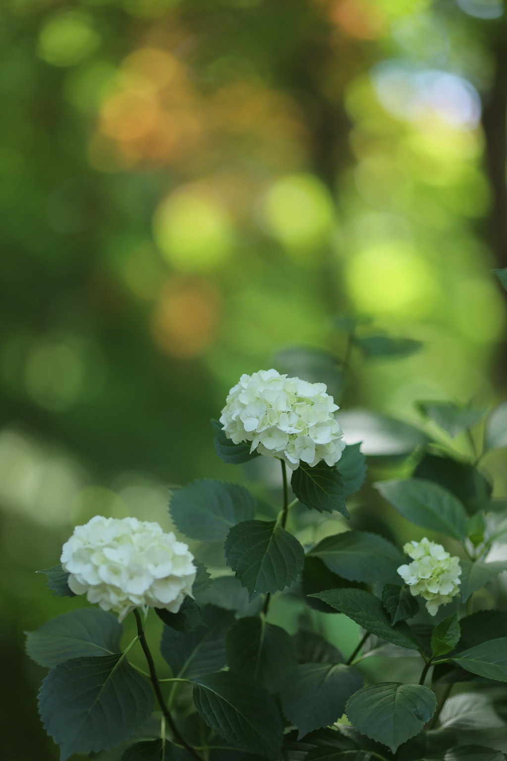 カラフル紫陽花