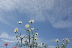 秋の花
