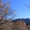 冬桜