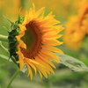 夏花Ⅱ