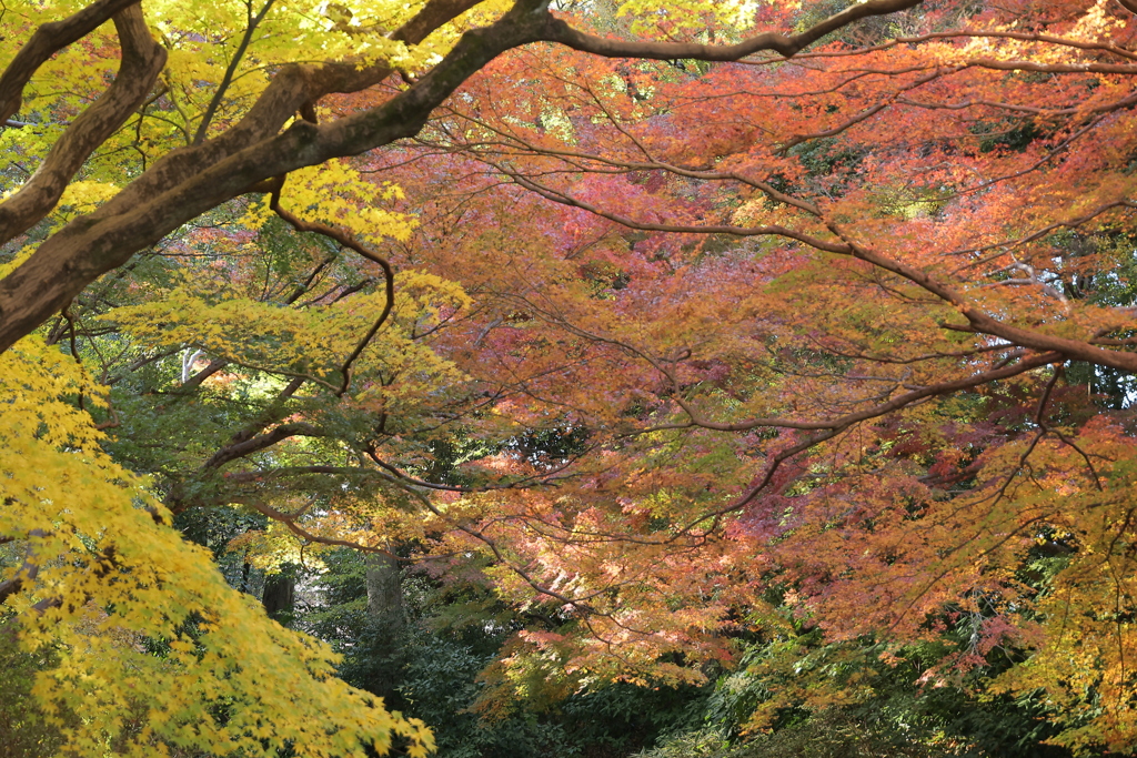 紅葉を満喫