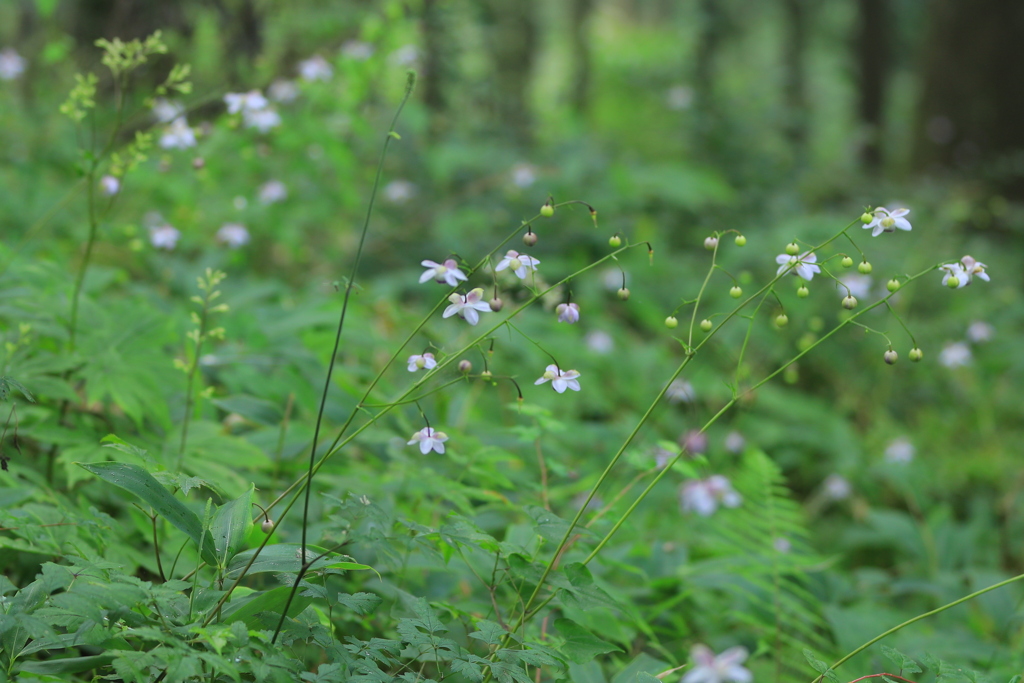 妖精の森