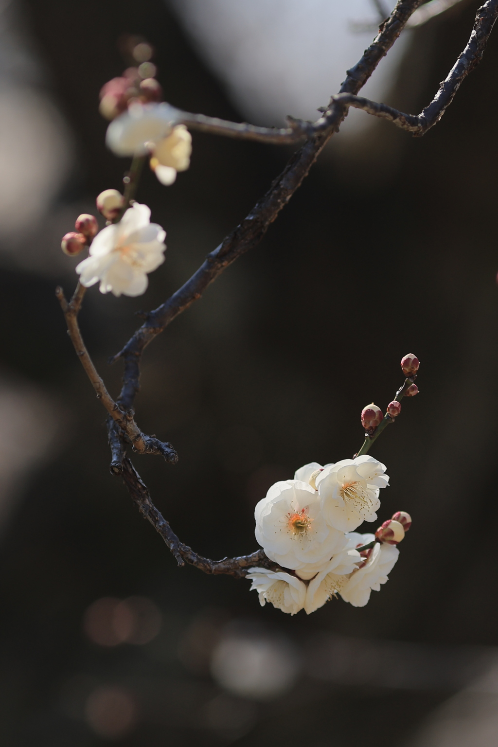 春告げ花