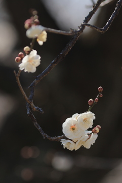 春告げ花