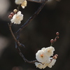 春告げ花