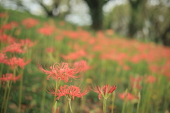 花園Ⅳ