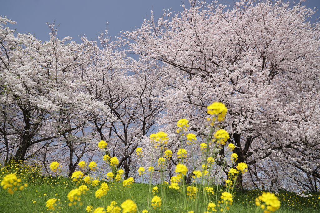 花見