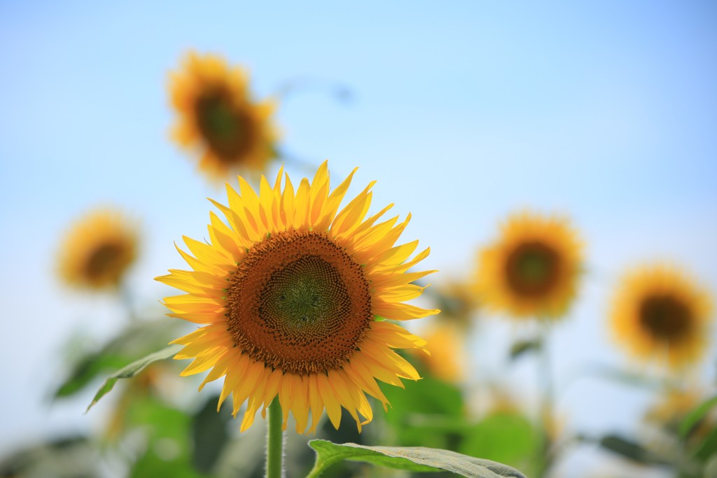夏花