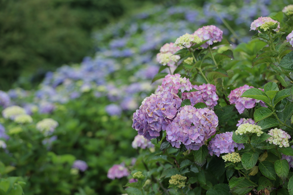紫陽花