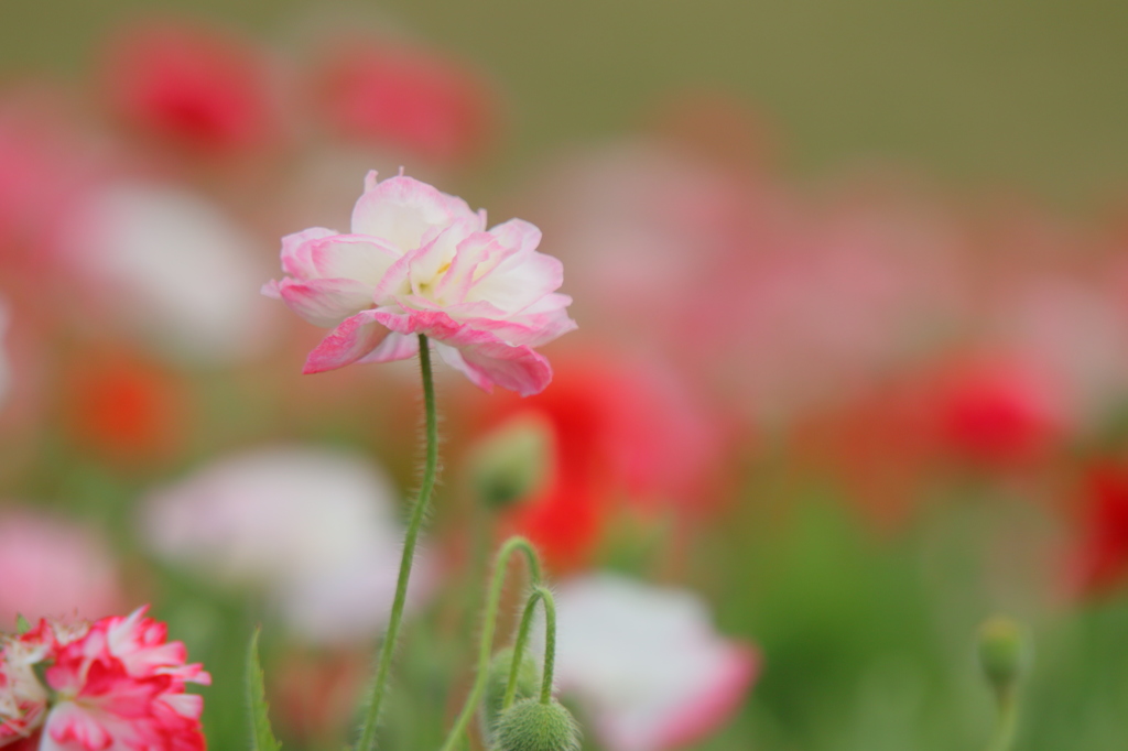 華