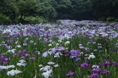 菖蒲田