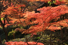 六義園の秋