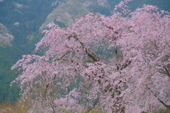 流麗