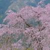 流麗