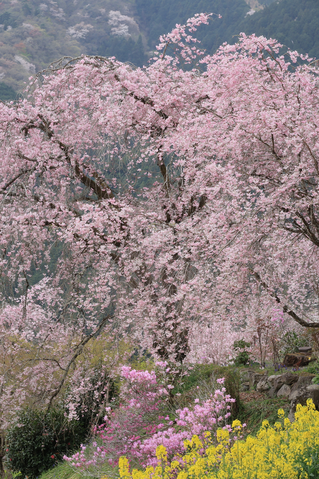 春爛漫