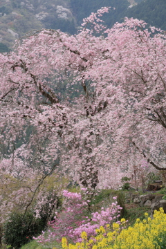 春爛漫