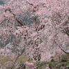 春爛漫