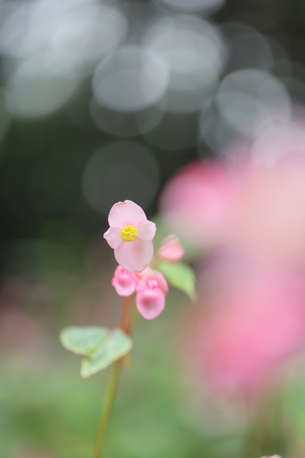 秋の野辺