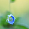 小さな春