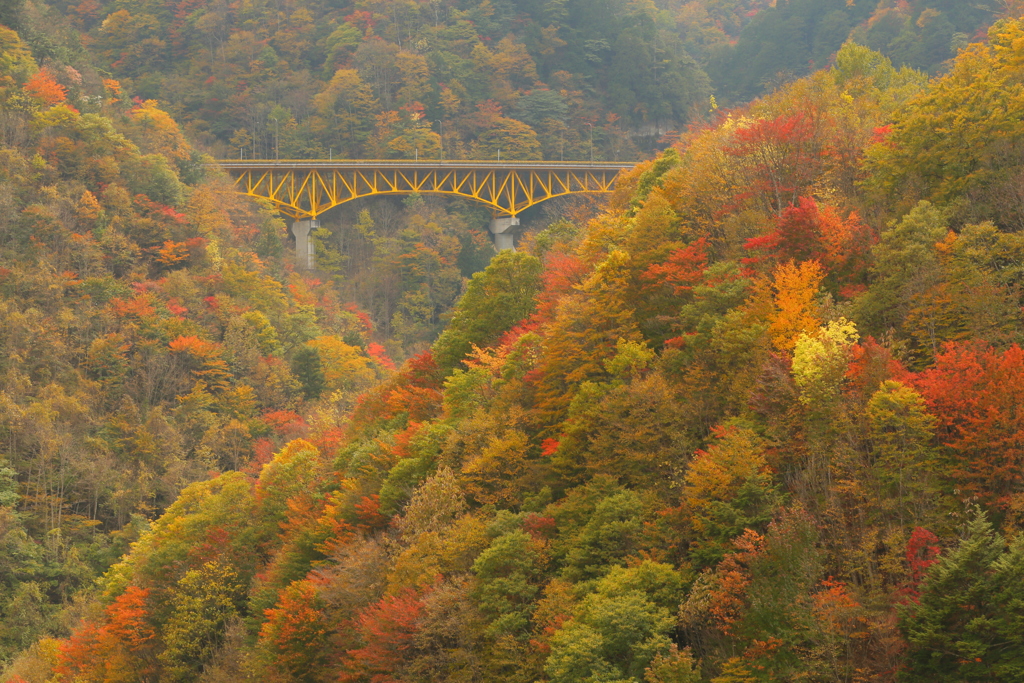 紅葉架け橋