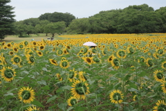 夏花