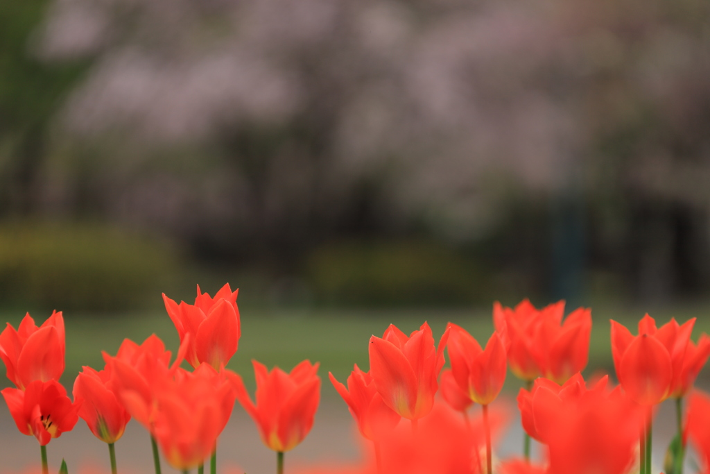 一緒に花見