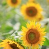 夏花