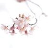 薩摩寒桜