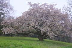 別れの一本桜Ⅱ