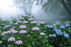 霧にむせぶ紫陽花
