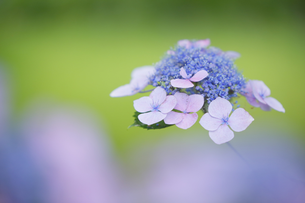 紫陽花
