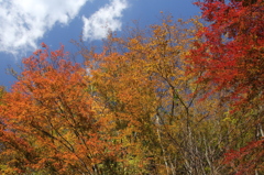 紅葉
