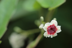 この花にとっては、迷惑な名・・・