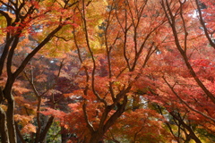 冬の紅葉