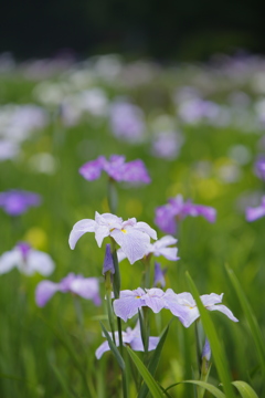 花園