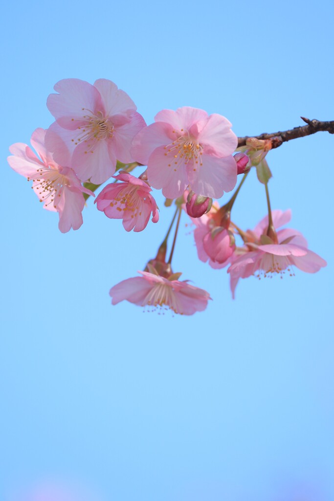 清楚Ⅱ