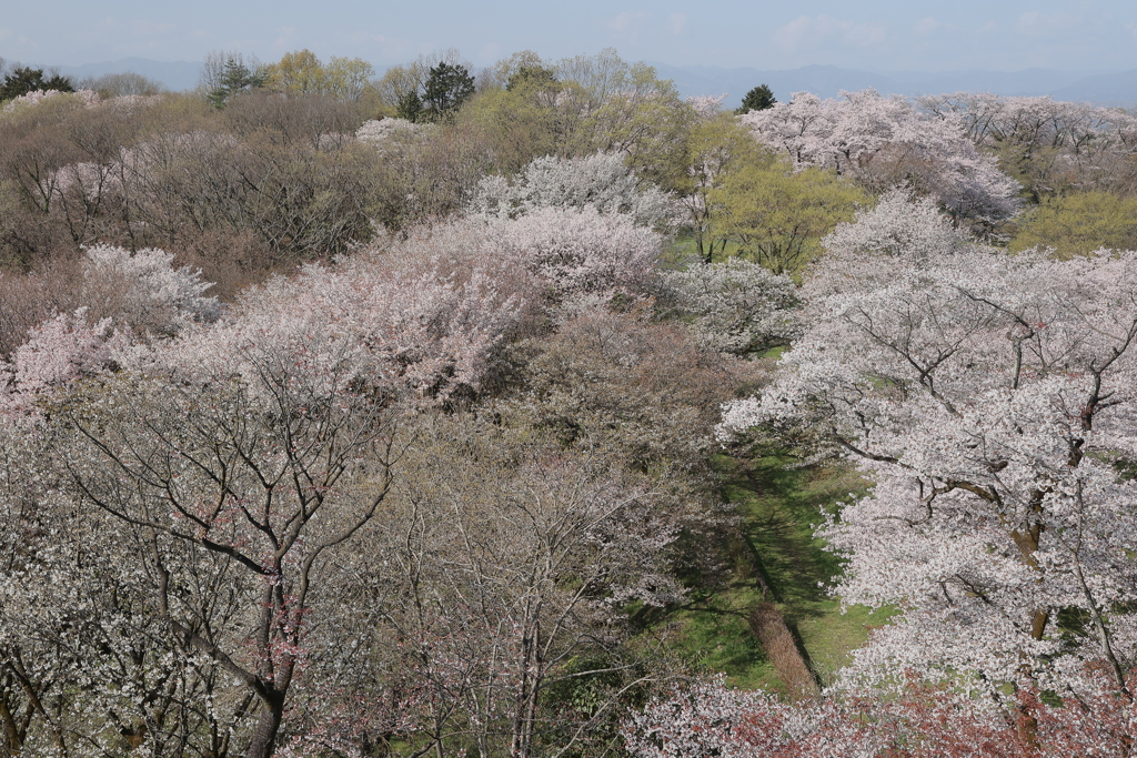 花見Ⅴ