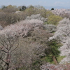 花見Ⅴ