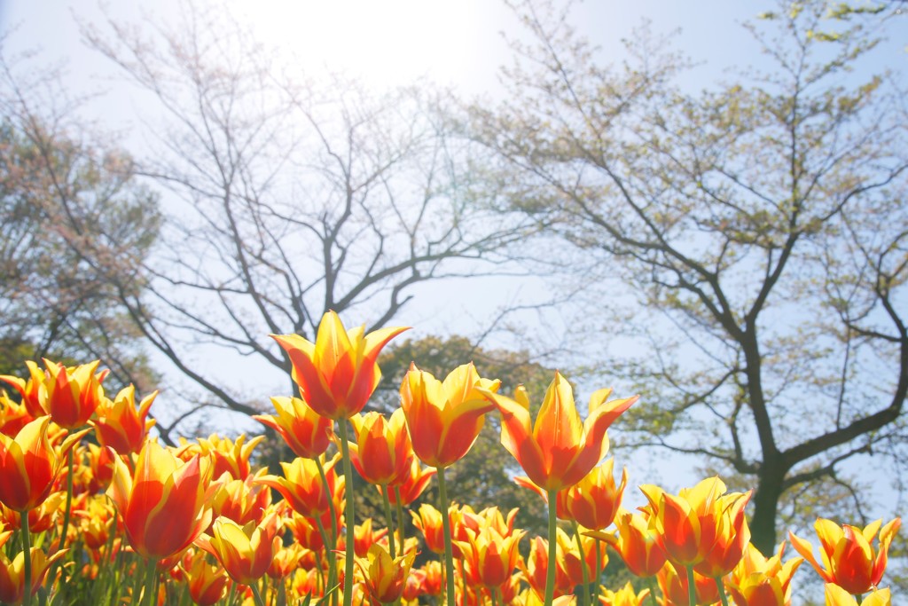 どうなるか、やってみました！