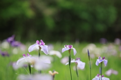 ハナショウブ