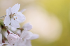 御苑桜