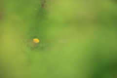 初夏の一コマ