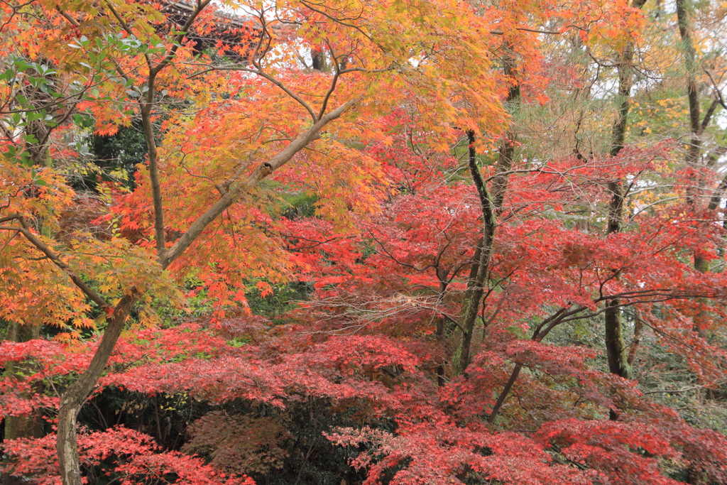 境内の紅葉