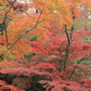 境内の紅葉